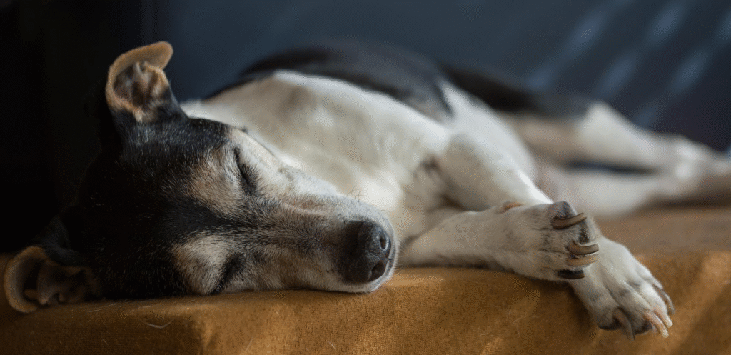 sleeping dog