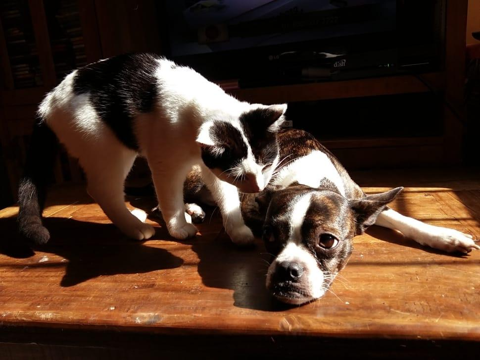 cat and dog
